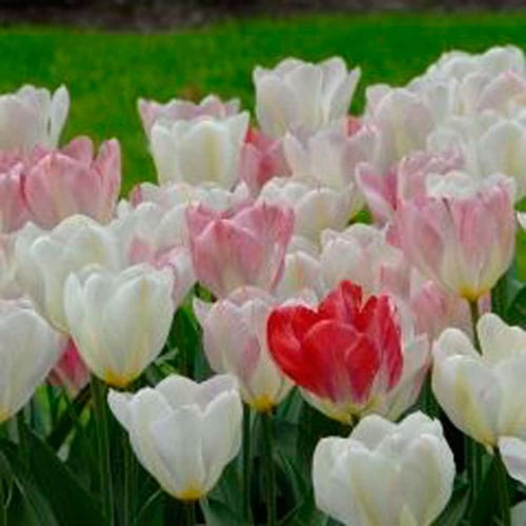 Tulpe 'Flaming Purissima'
